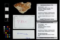Foto (Objekt + Etikett) von Goniodromites sp.  (NHMW-GEO-2014-0194-0841)